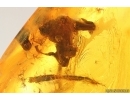 Click beetle Elateroidea, Moth fly Psychodidae and Flower. Fossil inclusions in Baltic amber #15248