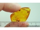 Click beetle Elateroidea, Moth fly Psychodidae and Flower. Fossil inclusions in Baltic amber #15248