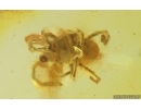 Mite Acari. Fossil inclusion in Baltic amber #15249