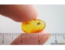 Mite Acari. Fossil inclusion in Baltic amber #15249