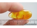 Rare Wingless Wasp Hymenoptera. Fossil insect Balric amber #15250