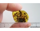 Rare Ensign Wasp Evaniidae. Fossil insect in Baltic amber #15251