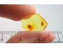 False Flower Beetle Scraptiidae. Fossil insect in Baltic amber #15252