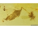 Antlike leaf beetle Aderidae and More. Fossil insects in Baltic amber #15253
