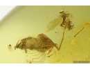 Antlike leaf beetle Aderidae and More. Fossil insects in Baltic amber #15253