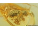 Antlike leaf beetle Aderidae and More. Fossil insects in Baltic amber #15253