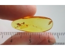 Antlike leaf beetle Aderidae and More. Fossil insects in Baltic amber #15253