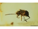 Rove beetle Staphylinidae Pselaphinae. Fossil inclusion Baltic amber #15254