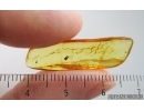 Rove beetle Staphylinidae Pselaphinae. Fossil inclusion Baltic amber #15254