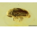 Spider Beetle Ptinidae. Fossil insect in Baltic amber #15255