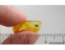 Spider Beetle Ptinidae. Fossil insect in Baltic amber #15255
