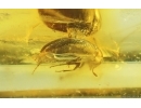 Round fungus Beetle Leiodidae Fossil insect Baltic amber #15256