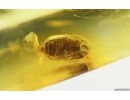 Round fungus Beetle Leiodidae Fossil insect Baltic amber #15256