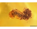 Click beetle Elateridae and More. Fossil inclusions in Baltic amber #15257