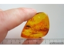 Click beetle Elateridae and More. Fossil inclusions in Baltic amber #15257