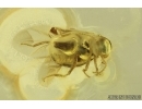 Marsh Beetle Scirtidae. Fossil insect in Baltic amber #15258