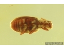 Brown Scavenger Beetle Latridiidae. Fossil insect Baltic amber #15259