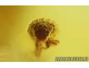 Brown Scavenger Beetle Latridiidae. Fossil insect Baltic amber #15259