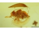 Nice Rare Psocid Nymph Psocoptera. Fossil insect in Baltic amber #15260