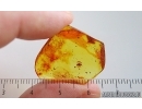 Nice Rare Psocid Nymph Psocoptera. Fossil insect in Baltic amber #15260