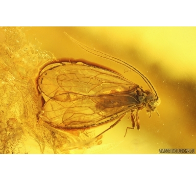 Nice Psocid Psocoptera. Fossil insect in Baltic amber #15261