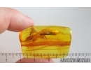Nice Psocid Psocoptera. Fossil insect in Baltic amber #15261
