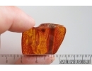 Nice Stalactite. Fossil inclusion in Baltic amber stone #15262
