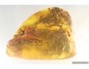 Nice Big 40 mm Plant fragment. Fossil inclusion in Baltic amber stone #15263