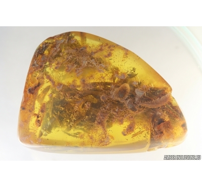 Nice Big 40 mm Plant fragment. Fossil inclusion in Baltic amber stone #15263