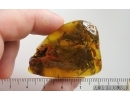 Nice Big 40 mm Plant fragment. Fossil inclusion in Baltic amber stone #15263