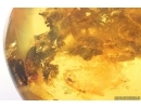 Big 35mm Plant fragment with mycelium. Fossil inclusion in Baltic amber stone #15264