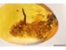 Big 35mm Plant fragment with mycelium. Fossil inclusion in Baltic amber stone #15264