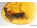 Big 35mm Plant fragment with mycelium. Fossil inclusion in Baltic amber stone #15264
