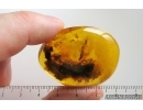 Big 35mm Plant fragment with mycelium. Fossil inclusion in Baltic amber stone #15264