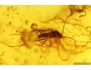Nice Leaf and Fungus Gnat. Fossil inclusions in Baltic amber #15265