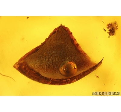 Nice Leaf and Fungus Gnat. Fossil inclusions in Baltic amber #15265