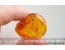 Nice Leaf and Fungus Gnat. Fossil inclusions in Baltic amber #15265