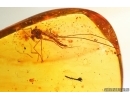 Nice Flower and Gnat. Fossil inclusions in Baltic amber #15266