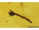 Nice Flower and Gnat. Fossil inclusions in Baltic amber #15266