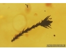 Nice Flower and Gnat. Fossil inclusions in Baltic amber #15266