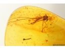 Nice Flower and Gnat. Fossil inclusions in Baltic amber #15266
