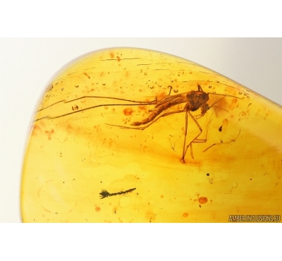 Nice Flower and Gnat. Fossil inclusions in Baltic amber #15266