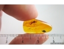 Nice Flower and Gnat. Fossil inclusions in Baltic amber #15266
