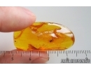 Cockroach Blattaria. Fossil insect in Baltic amber #15267