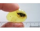 Big 12mm Cockroach Blattaria. Fossil inclusion Ukrainian Rovno amber #15268R