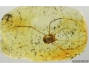 Harvestman Opiliones. Fossil inclusion in Baltic amber #15269