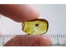 Harvestman Opiliones. Fossil inclusion in Baltic amber #15269