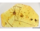 Big 25mm Harvestman Opiliones and More. Fossil inclusions in Baltic amber #15270