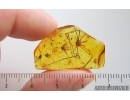 Big 25mm Harvestman Opiliones and More. Fossil inclusions in Baltic amber #15270