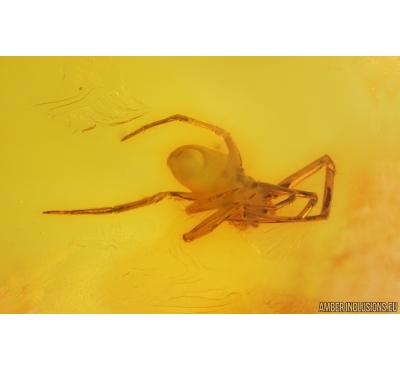 Spider Araneae and More. Fossil inclusions Baltic amber #15271
